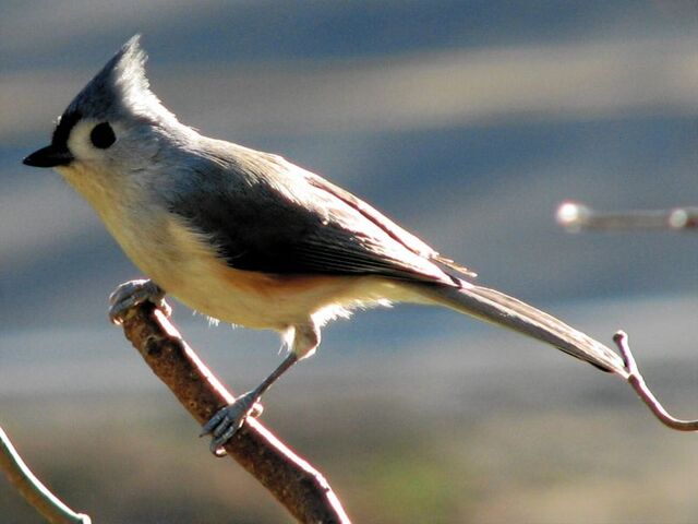 File:Tufted titmouse1.jpg