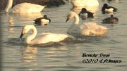 Bewicks Swans