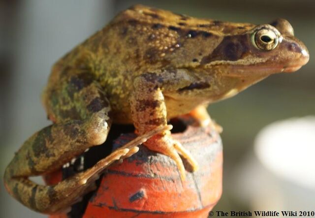 File:CommonFrog.jpg