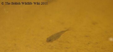 3spinedstickleback