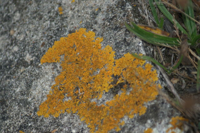 File:Yellow Scales.jpg