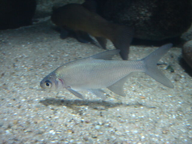 File:Silver Bream2.jpg