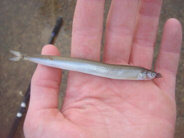 Sand eel