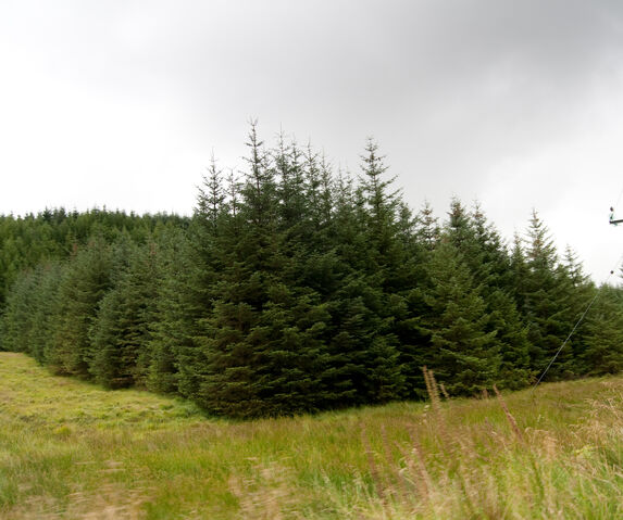 File:Scotspine.jpg
