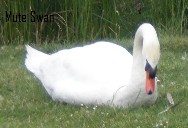 File:Mute Swan.jpg