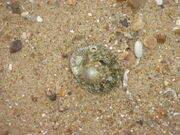 Common Limpet
