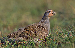 Grey partridge 2