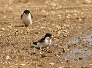 House Martins