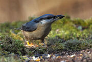 Birds.2011 1179