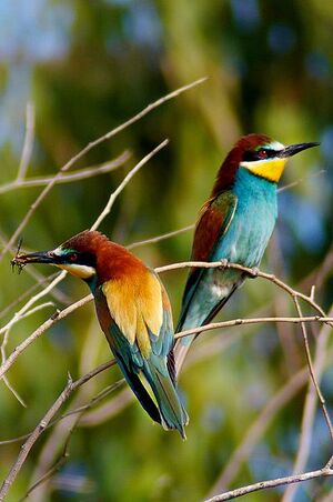 Bee eater