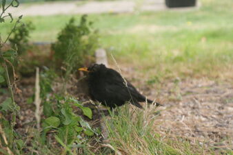 Blackbird