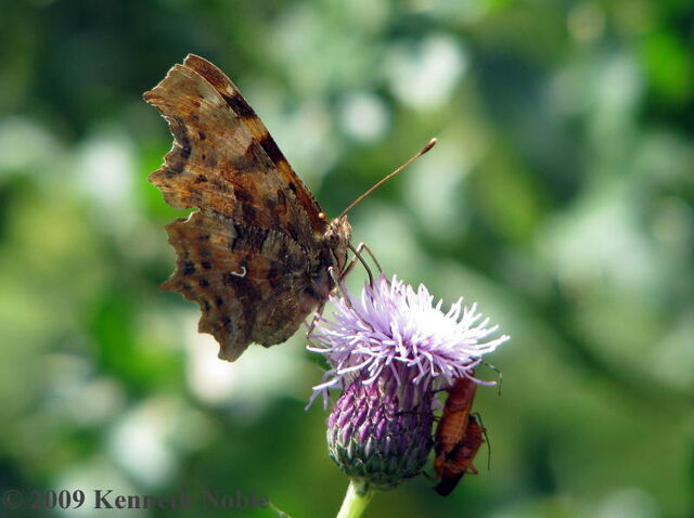 File:Comma KN.jpg