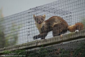 Pinemarten