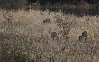 Roe Deer