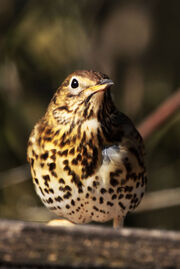 Birds.2011 820
