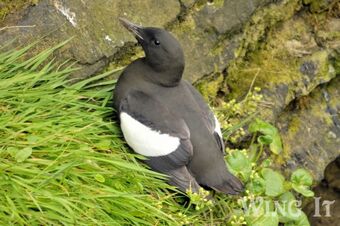 Black Guillemot (S.Allen)