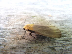 Lithosia quadra ~ Four-spotted Footman