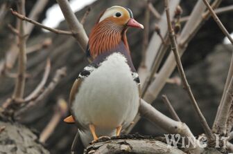Mandarin Duck (S.Allen)