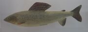 Grayling