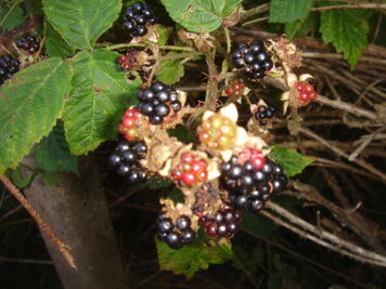 Blackberry