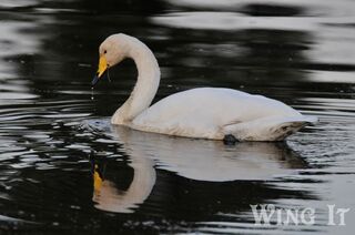Whooper Swan (S.Allen)