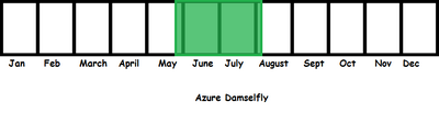 Azure Damselfly TL
