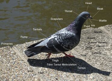 Bird Diagram