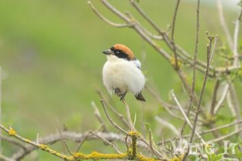 Woodchat Shrike (S.Allen)