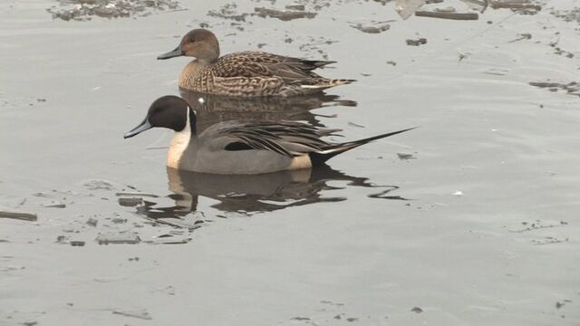 File:Pintails.jpg