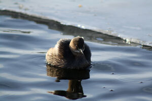 Little Grebe