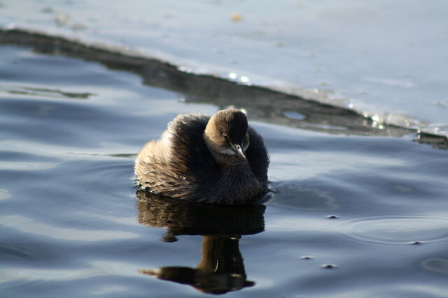 File:Little Grebe.jpg