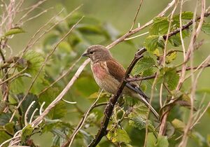 Linnet