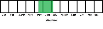 Alder Kitten TL