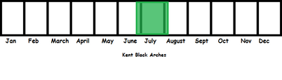 Kent Black Arches TL