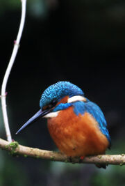 Birds.2009 571