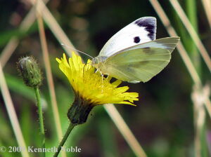Large white KN