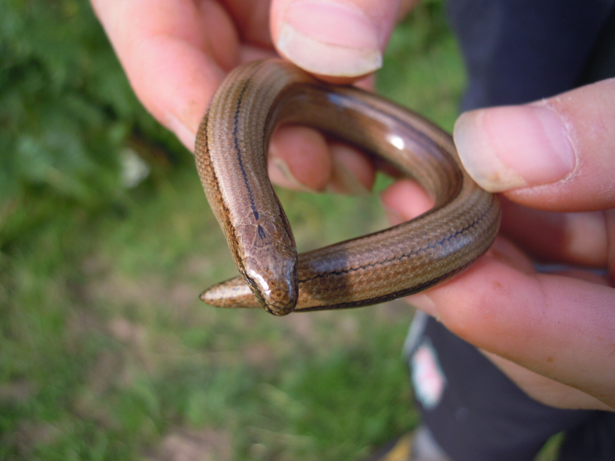 Image Slow worm.JPG British Wildlife Wiki FANDOM powered by Wikia