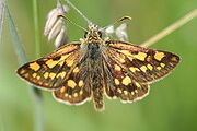 Chequered skipper