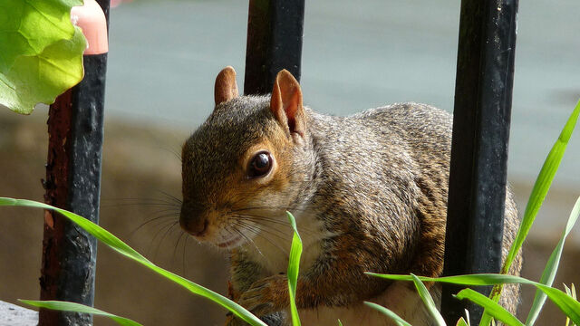 File:Grey Squirrel.jpg