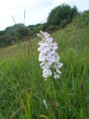 Heath Spotted Orchid