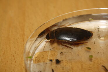 Great Diving Beetle