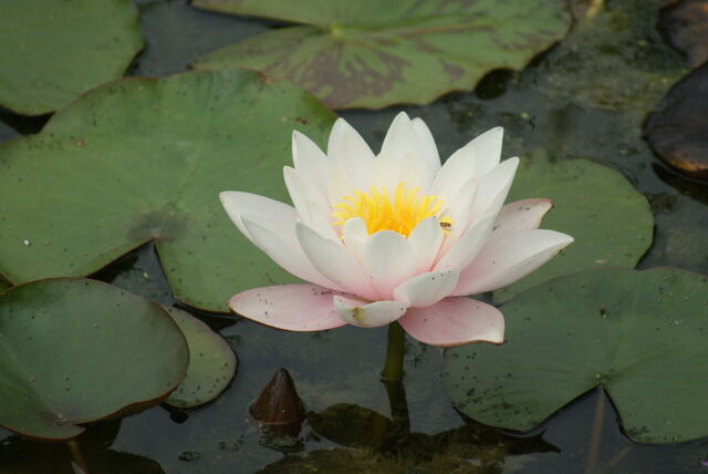 File:Waterlilly.jpg
