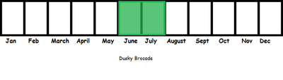 Dusky Brocade TL