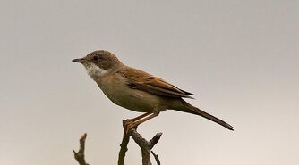 Whitethroat