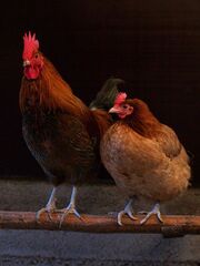 449px-Female pair
