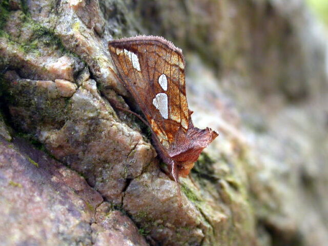 File:Lempke's gold spot .jpg