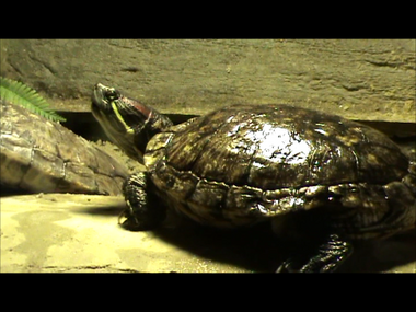 Red eared slider