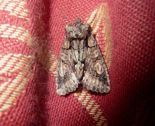 File:Green Brindled Crescent.jpg