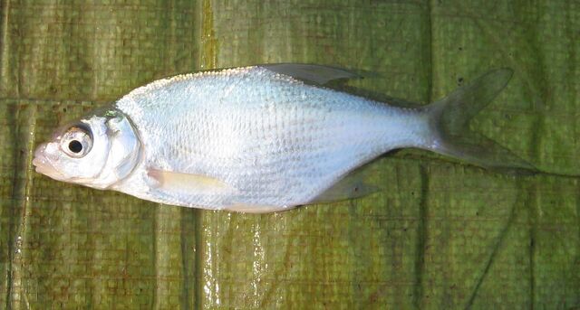 File:Standard silver bream.jpg
