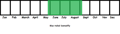Blue-tailed Damselfly TL